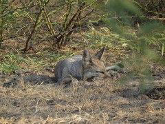 Vulpes bengalensis