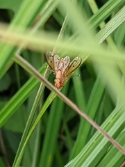 Tetanocera plebeja