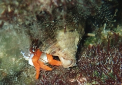 Phimochirus operculatus