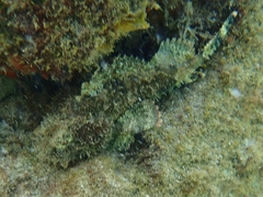 Scorpaena plumieri