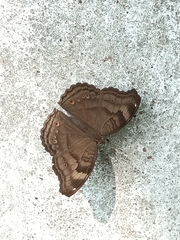 Junonia iphita
