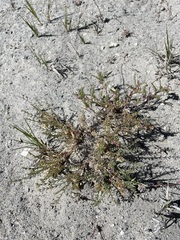Astragalus johannis-howellii