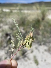 Astragalus johannis-howellii