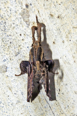Sacada