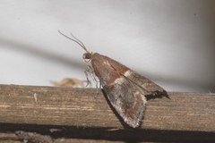 Acrobasis marmorea