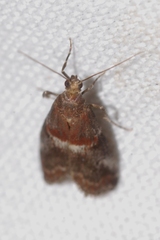 Acrobasis marmorea