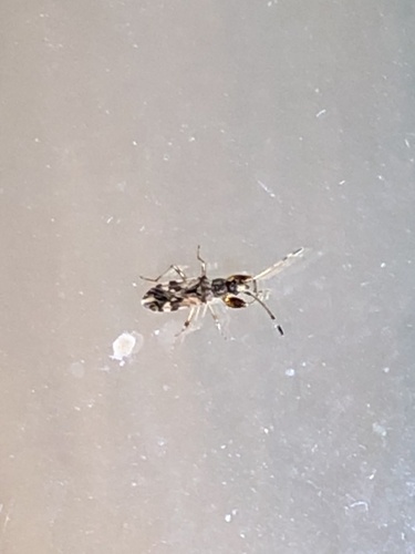 Horn-banded Seed Bug photo 2