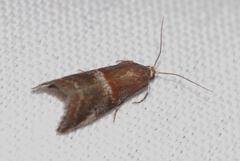 Acrobasis marmorea