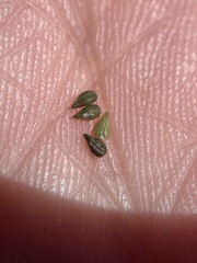 Cryptantha echinella