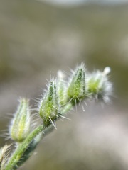 Cryptantha echinella