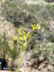 Cymopterus terebinthinus californicus