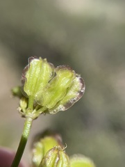 Cymopterus terebinthinus californicus