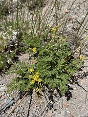 Cymopterus terebinthinus californicus
