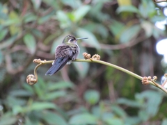 Lampornis amethystinus
