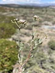 Eriogonum microtheca, photograph Matt Berger, CC BY, iNaturalist via GBIF