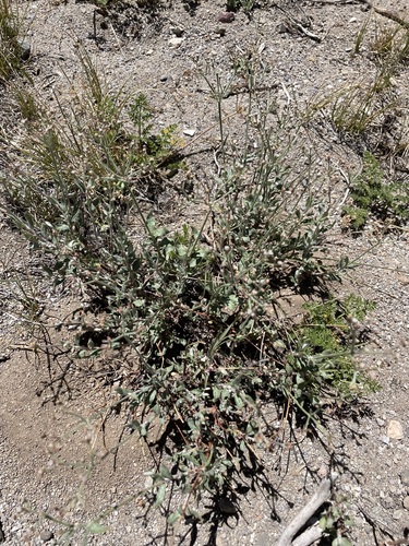 Eriogonum microtheca, photograph 2