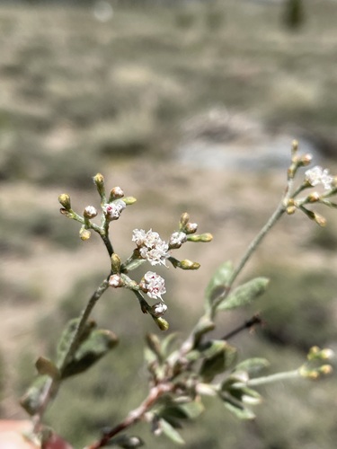 Eriogonum microtheca, photograph 3