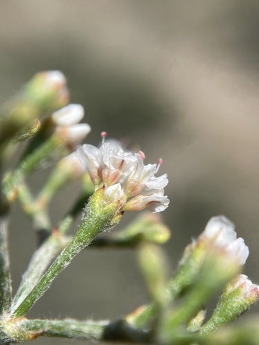 Eriogonum microtheca, photograph 4