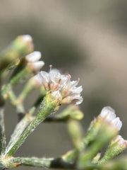 Eriogonum microtheca, photograph Matt Berger, CC BY, iNaturalist via GBIF