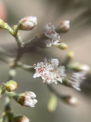 Eriogonum microtheca, photograph Matt Berger, CC BY, iNaturalist via GBIF