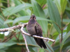 Lampornis amethystinus
