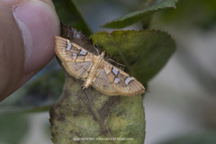 Cotachena pubescens