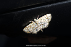 Opisthedeicta poritialis