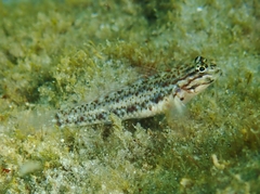 Coryphopterus dicrus