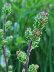 Liatris ligulistylis