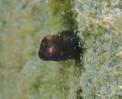 Scartella cristata