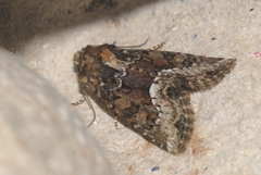 Oligia versicolor