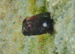 Scartella cristata