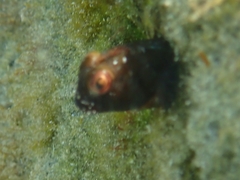 Scartella cristata