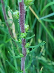 Liatris ligulistylis