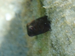 Scartella cristata