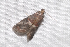 Acrobasis marmorea