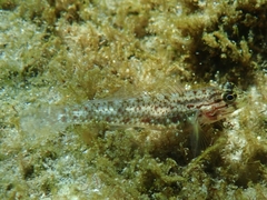 Coryphopterus dicrus