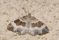 Epirrhoe rivata