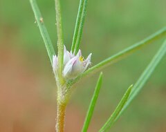 Gomphrena tenella