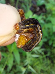 Spodoptera cosmioides