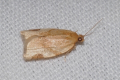 Paramesia gnomana