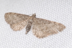 Eupithecia lariciata