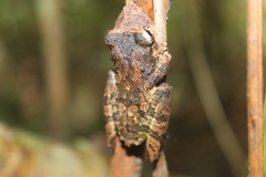 Scinax rostratus