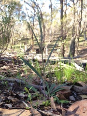 Senecio phelleus