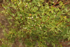 Zieria scopulus