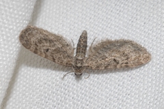 Eupithecia lariciata