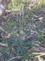 Senecio phelleus