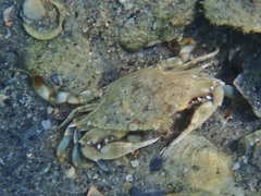 Callinectes ornatus