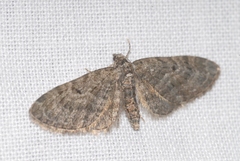 Eupithecia lariciata