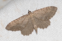 Philereme vetulata